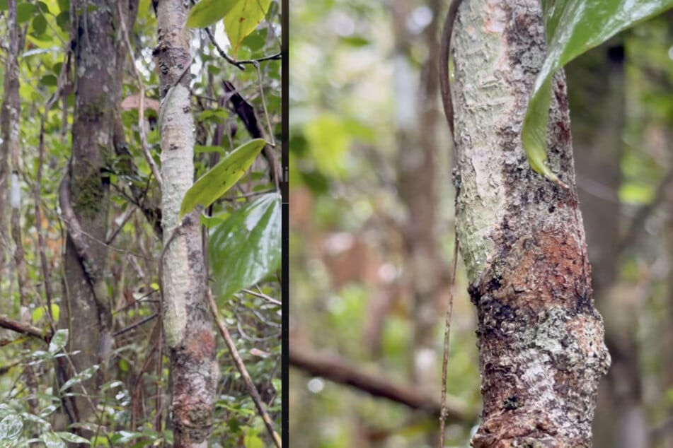 Pod tym drzewem ukrywa się fascynujące zwierzę.