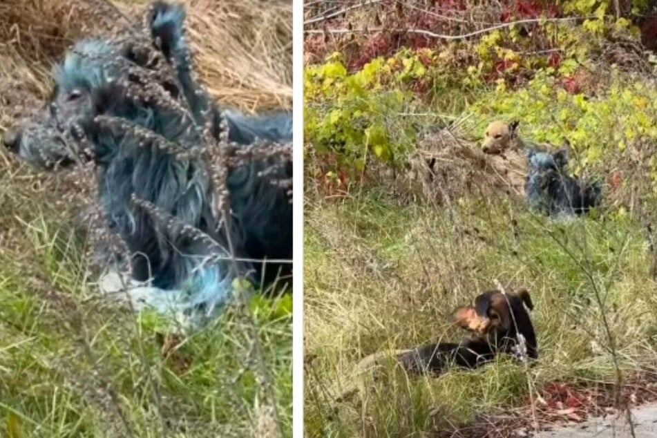 Experts currently believe the dogs may have come into contact with some sort of chemical.