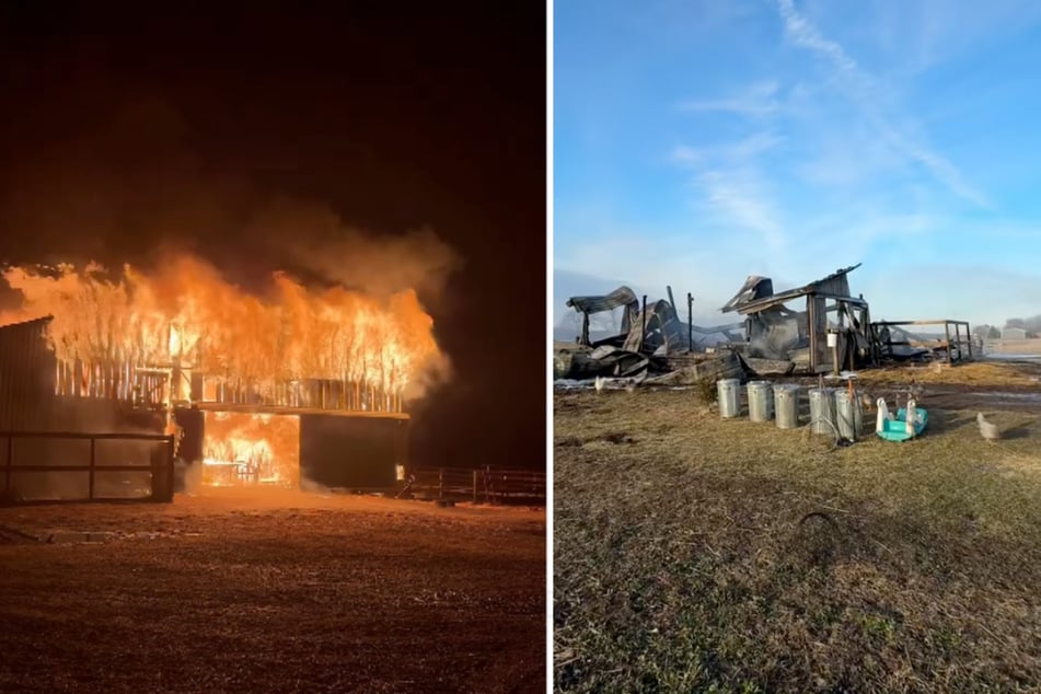 Auf dem Hof von Laurel Ysebaert brach Anfang März plötzlich ein Feuer aus. Der Brand zerstörte die uralte Scheune, in der unter anderem die Kälber und Hühner schliefen, komplett.
