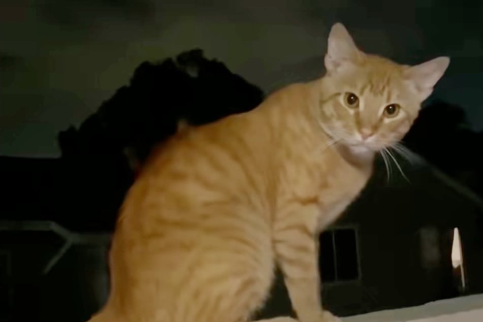 Mujer alimenta a un gato callejero: Cuando vuelve a casa más tarde, tiene un problema