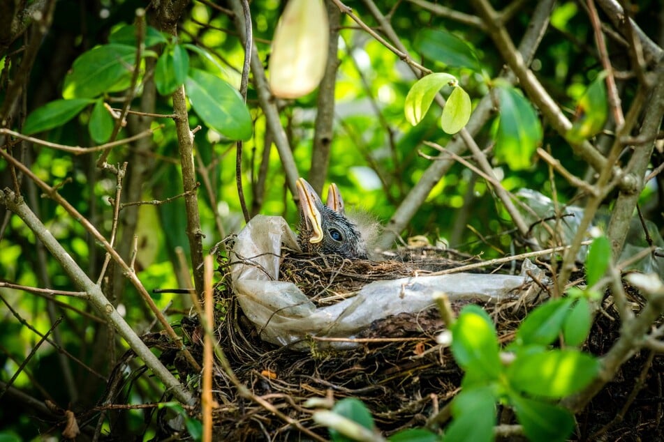 Zum Schutz der Vögel ist das Schneiden und Entfernen von Hecken von Frühling bis Herbstanfang verboten.