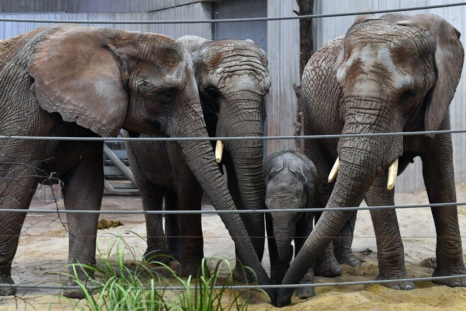 Brandgefahr: Zoo Erfurt schließt wegen Hitzewelle