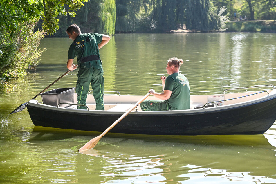 Schlösserland-Mitarbeiter fischten die verendeten Brassen aus dem Carolasee.
