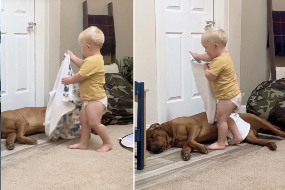 Dog gets tucked in by toddler and warms millions of hearts on TikTok