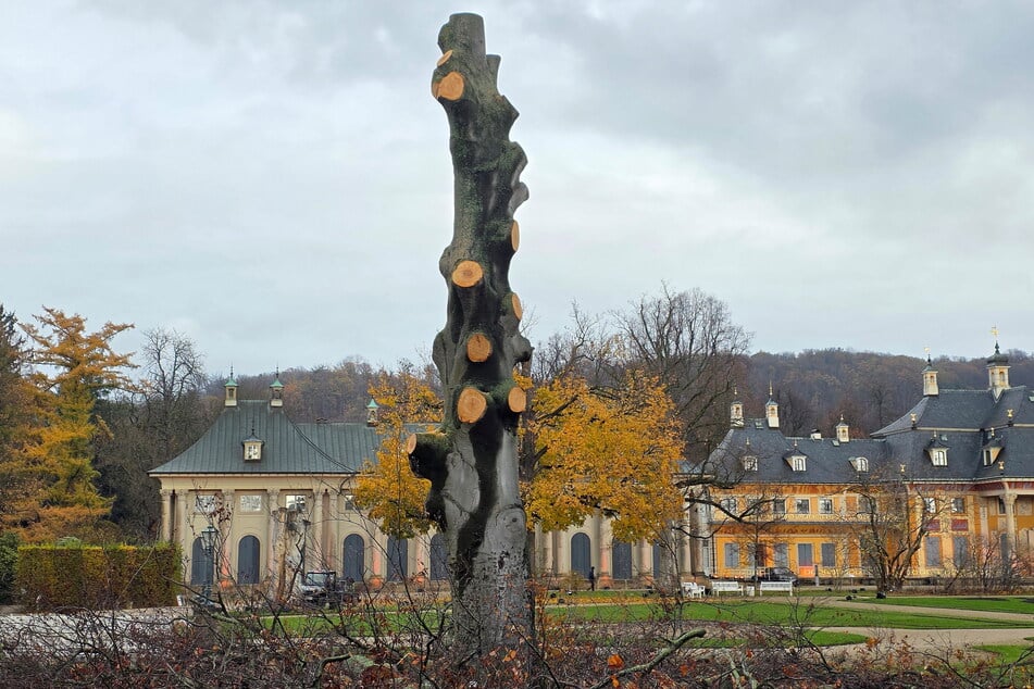 Von der 130 Jahre alten Buche bleibt nur noch der tote Stamm.