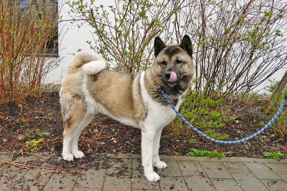 Akita "Sky" sucht erfahrene Halter, die ihren Charakter zu schätzen wissen.