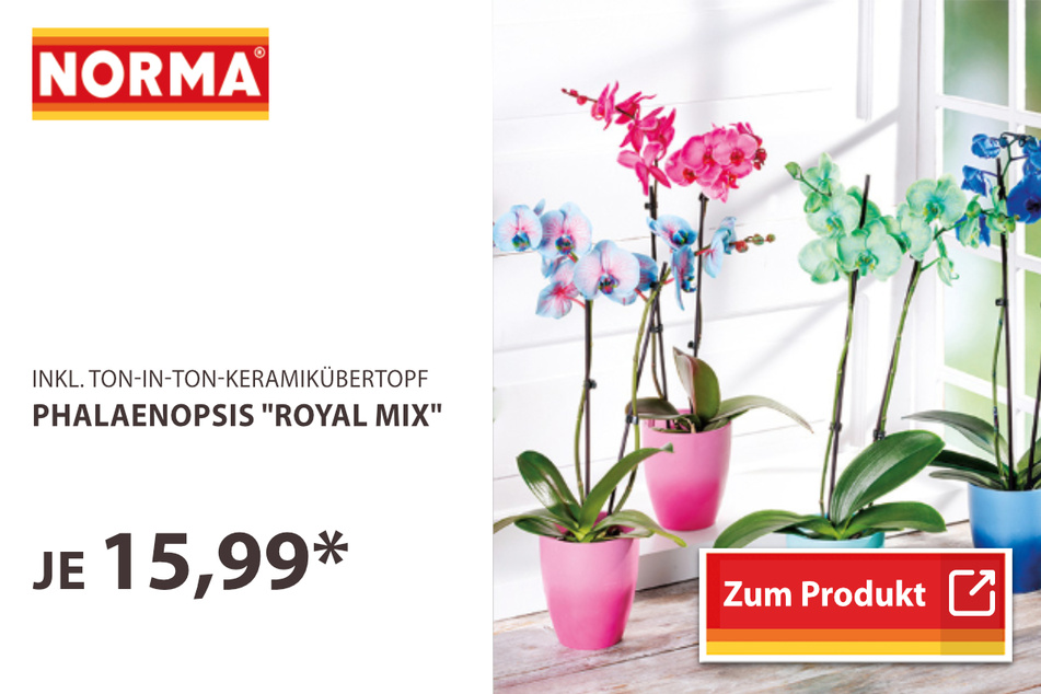 Phalaenopsis "Royal Mix"