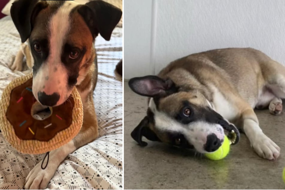 Buddy espera ansiosamente su nuevo hogar.