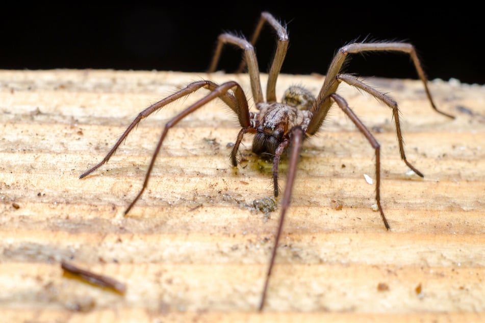 Spinnen zu vertreiben, ist nicht unbedingt notwendig, da die meisten Arten wie die Hauswinkelspinne keine Gefahr für Menschen darstellen.