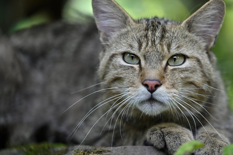 Doch nicht ausgestorben? Wildkatzen kehren in Leipzigs Auwald zurück