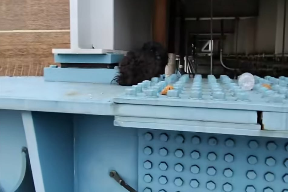 Die kleine Fellnase saß auf einem Stützpfeiler fest.