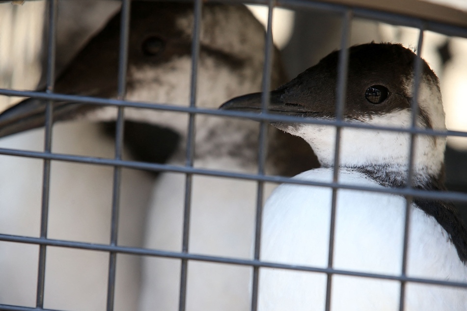 Rehabilitated Common Murres sit in a crate before being released into the San Francisco Bay on October 23, 2015 in Sausalito, California.