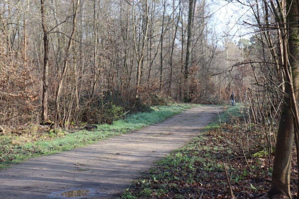 Die Mordwaffe könnte ein Ast gewesen sein.