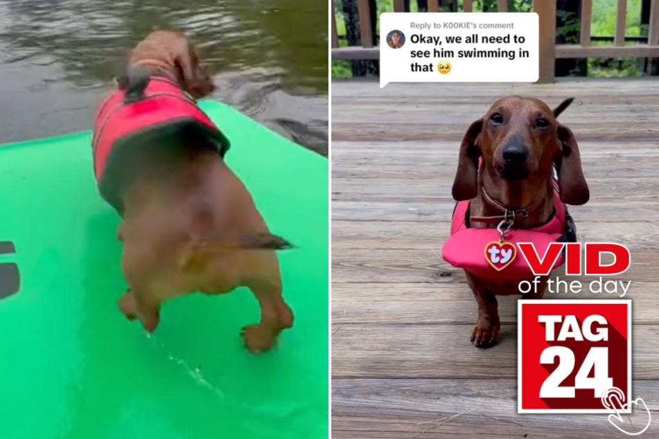 Today's Viral Video of the Day shows the moment a dachshund tries out a doggy lifejacket in a giant lake!