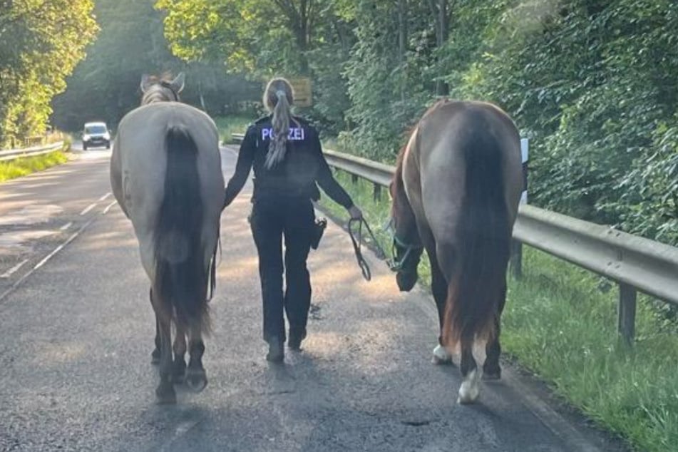 Eine Polizistin der Wache Eitorf führt die beiden ausgerissenen Pferde von der Straße.