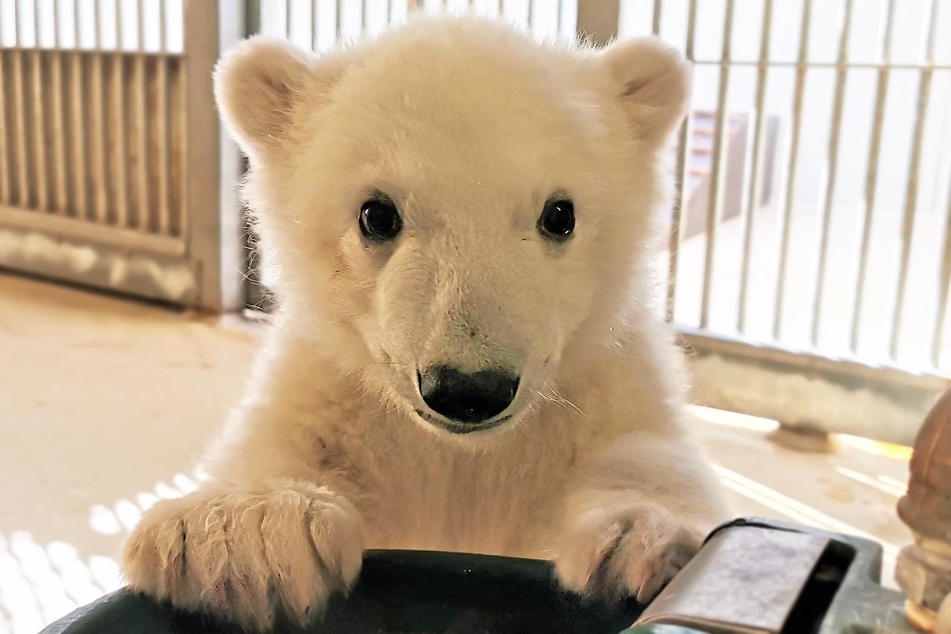 Die Eisbärenhaltung im Tierpark Hagenbeck ist umstritten.