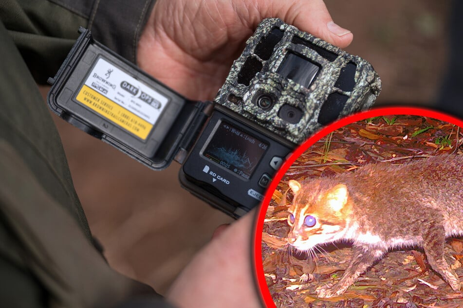 Ausgestorbene Wildkatze wieder aufgetaucht: Kameras liefern wichtigen Beweis