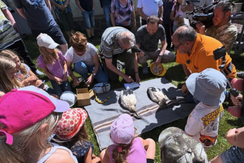 Unter dem Staunen vieler Kinder werden die Störche beringt.