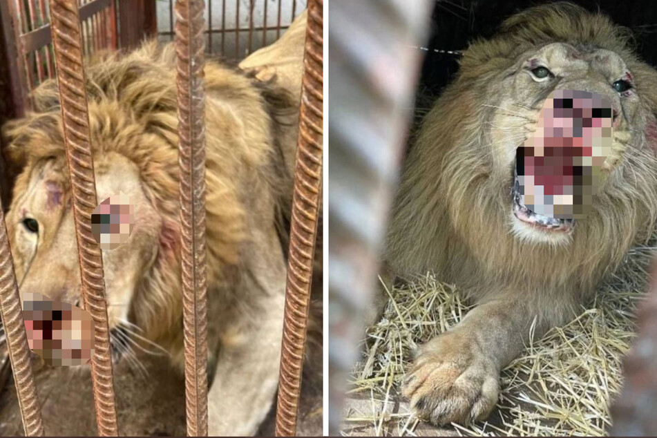 Der Name dieses Löwen ist Bretzel. Während der Bombardierung von Kiew am 10. Oktober geriet er in Panik und verletzte sich selbst an den Gittern seines Käfigs.