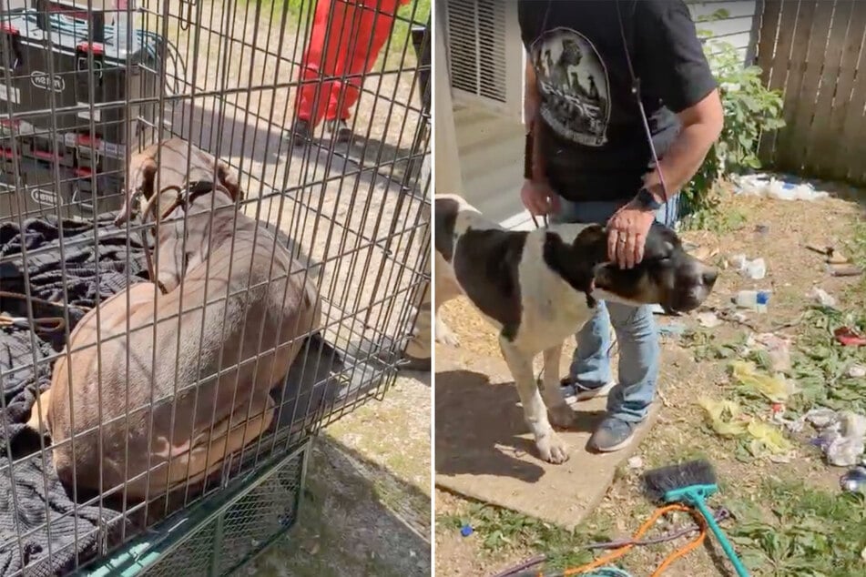 Vor Ort wurden die Hunde in Transportboxen verladen und in die "Daisy’s Dane Sanctuary"-Auffangstation gebracht.