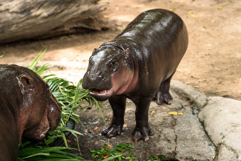 Moo Deng, a pygmy hippo, became a viral star through videos highlighting her adorable antics.