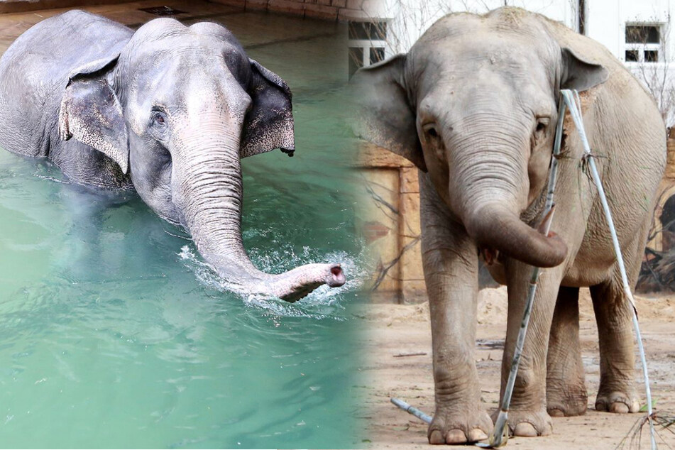 In der Elefanten-Herde des Leipziger Zoos stehen Veränderungen an.