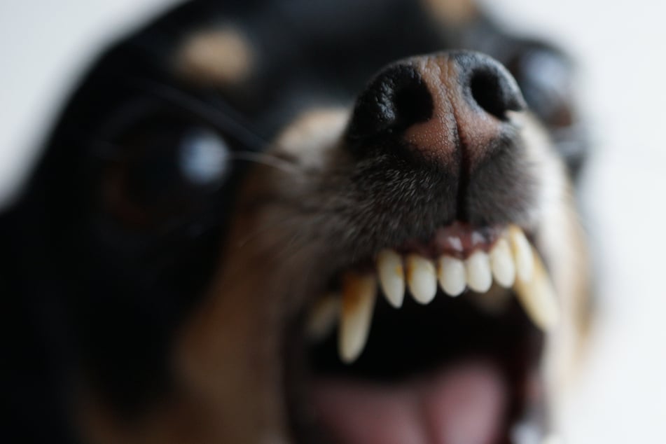 Innerhalb von Tagen stellten Halter eine drastische Veränderung der Persönlichkeit ihres Hundes fest: Panik, Aggression, Epilepsie deuten auf das "Werwolf-Syndrom" hin. (Symbolbild)