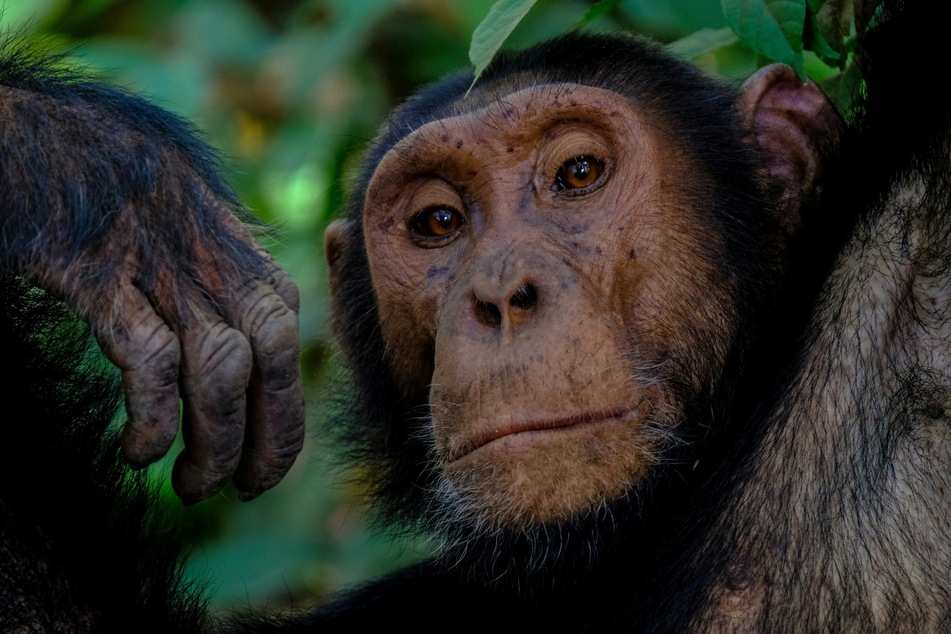 Like humans, chimpanzees drum with distinct rhythms – and two subspecies living on opposite sides of Africa have their own signature styles, according to a study published Friday in Current Biology (stock image.)