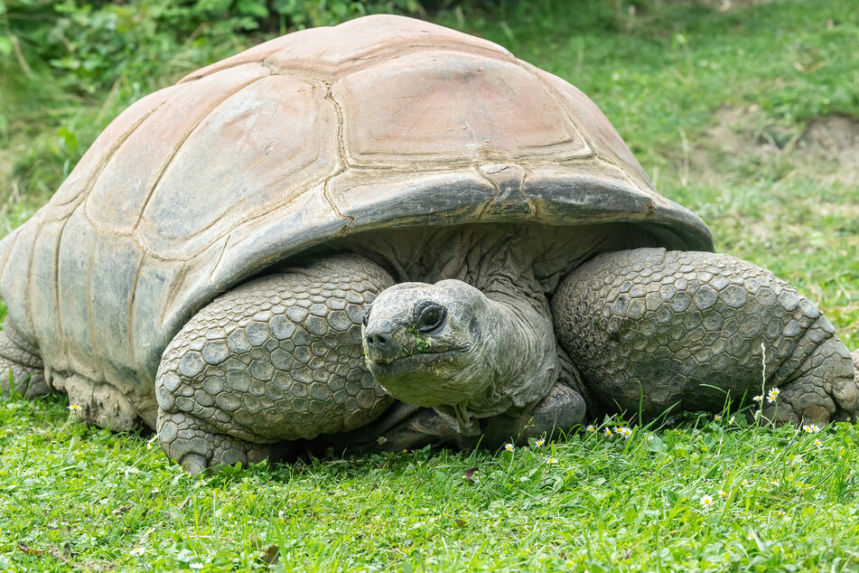 Die Seychellen-Riesenschildkröte Schurli verstarb am Sonntag.