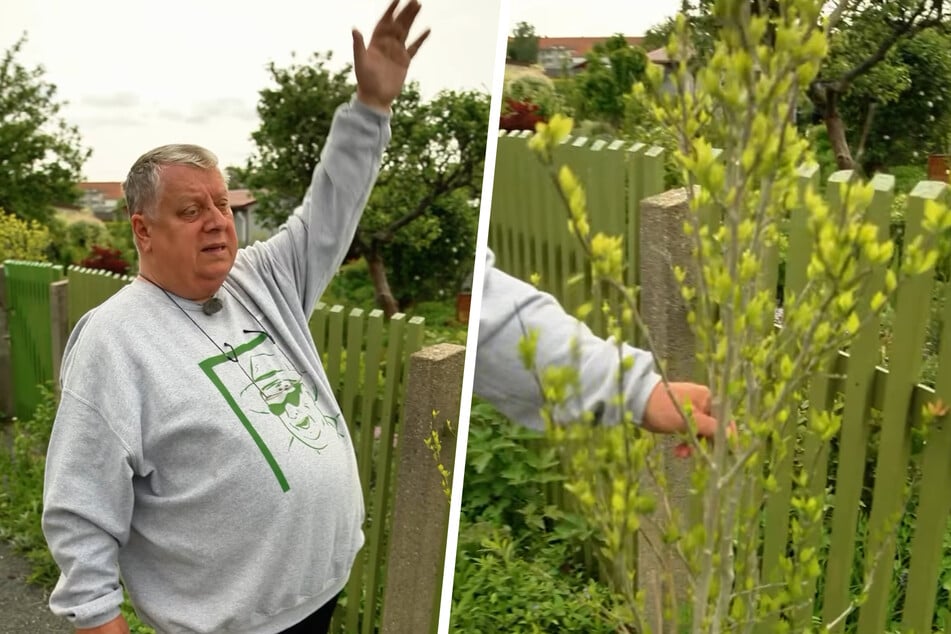 Ganz besonders gereizt ist der Sheriff von einem Gartenfreund, der einen Baum vor seinen Zaun pflanzte.