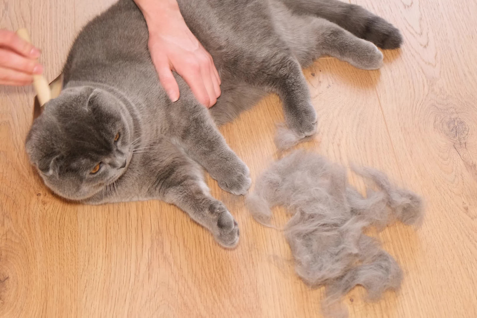 Hairballs come from loose fur that is consumed when your cat cleans itself.