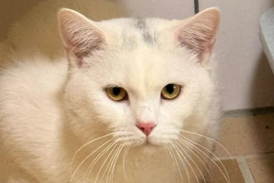 El gato Til fue llevado al refugio de animales de Colonia-Dellbrück por el servicio de rescate de animales.