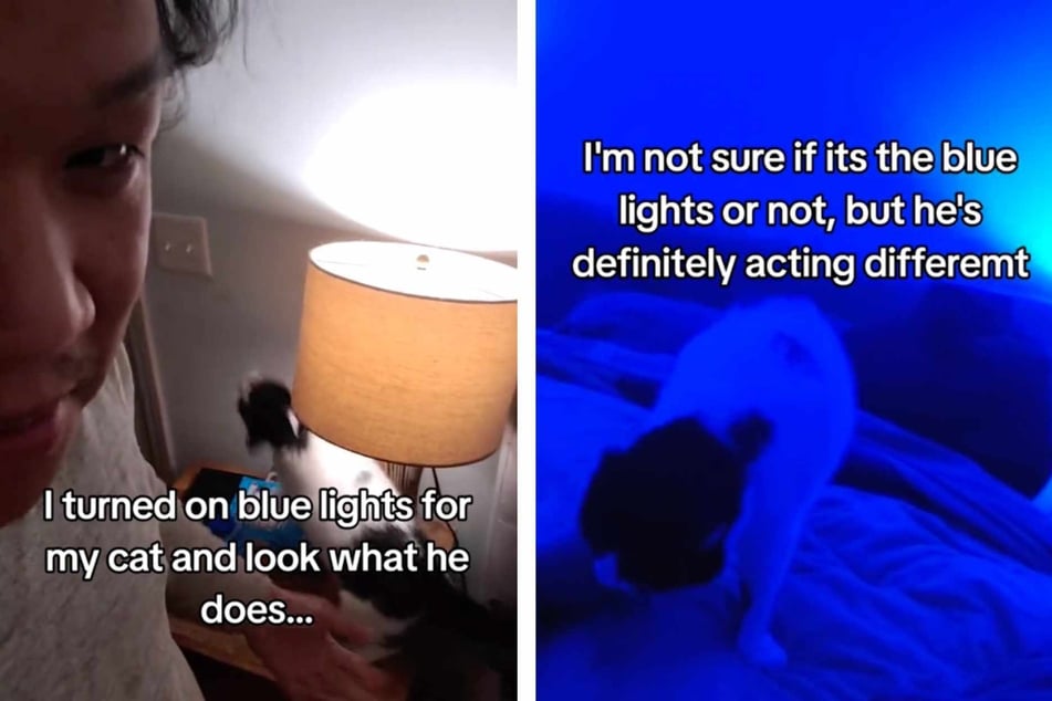 You'll never believe what happens to this cat when his owner turns the house lights blue!