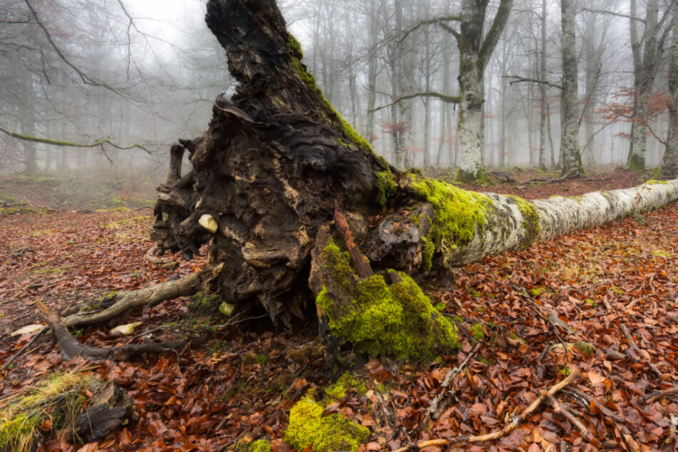 Ein 40-jähriger Familienvater wurde von einem Baum erschlagen. (Symbolbild)