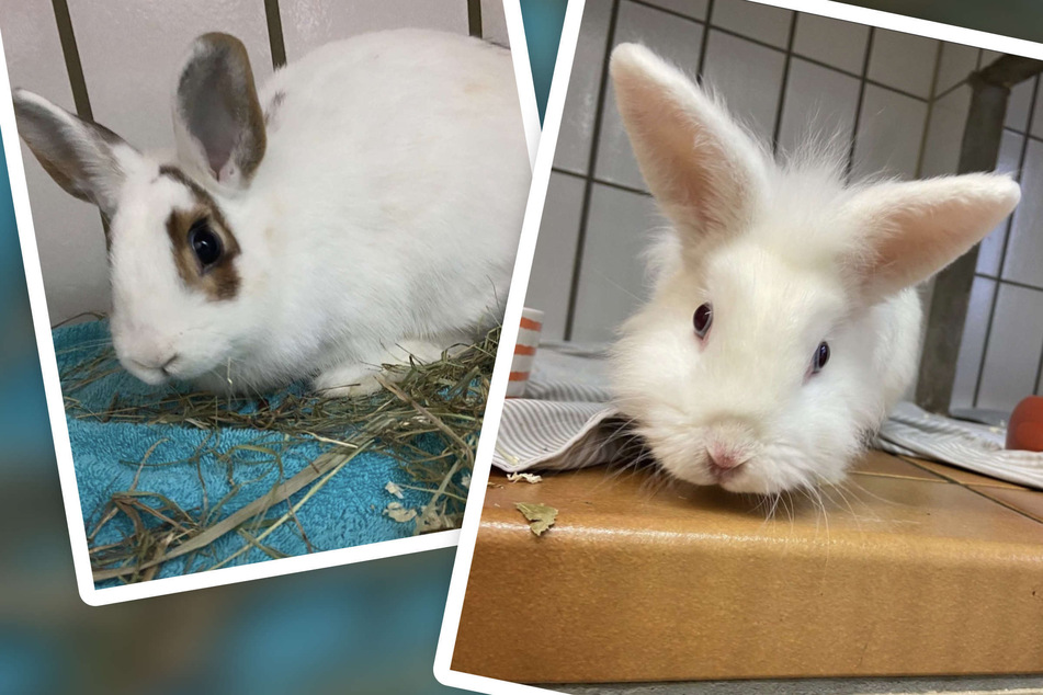 Kaninchen herzlos ausgesetzt - Tierheim reicht's: "Es muss dringend etwas passieren"