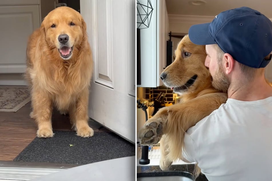 Golden Retriever Wally musste kürzlich nach einem Monat Pause mitansehen, wie sein Herrchen Tim wieder zur Arbeit ging.
