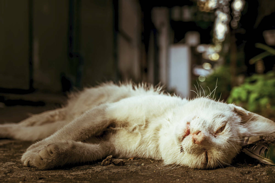 Eine der beiden verletzten Katzen starb am vergangenen Montag.