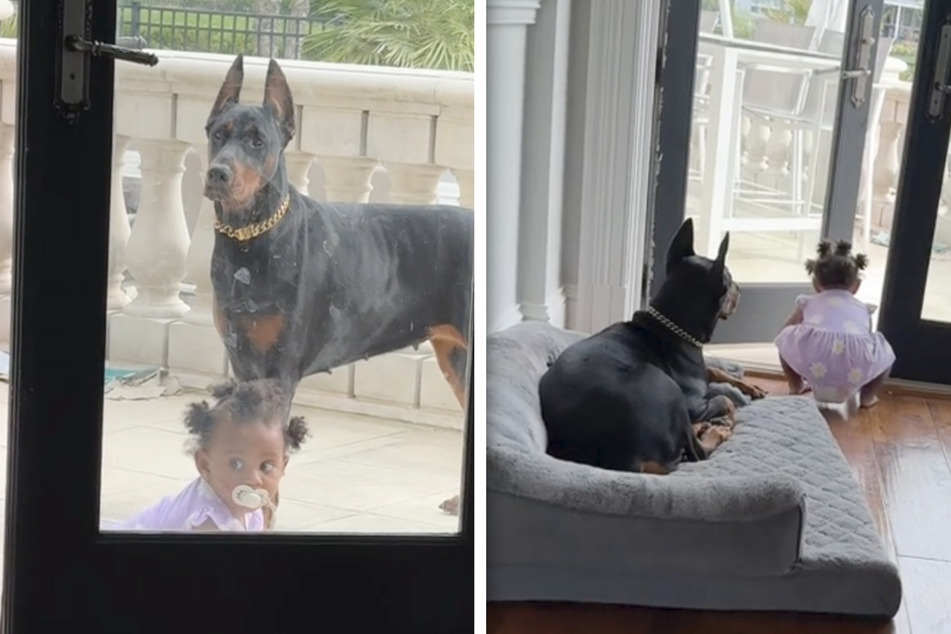 Doberman protects baby from balcony in heartwarming clip