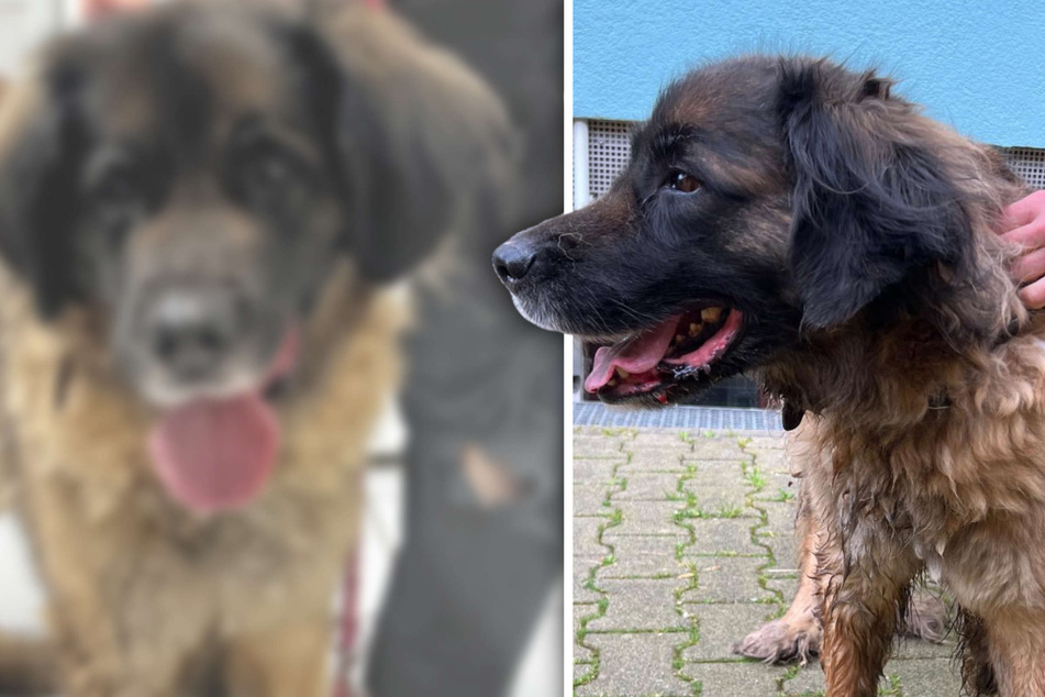 "Viel zu dünn" und "ungepflegt": Hunde werden in letzter Minute gerettet!