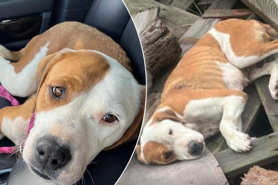 Dog left shot and dumped like garbage – but he won't give up