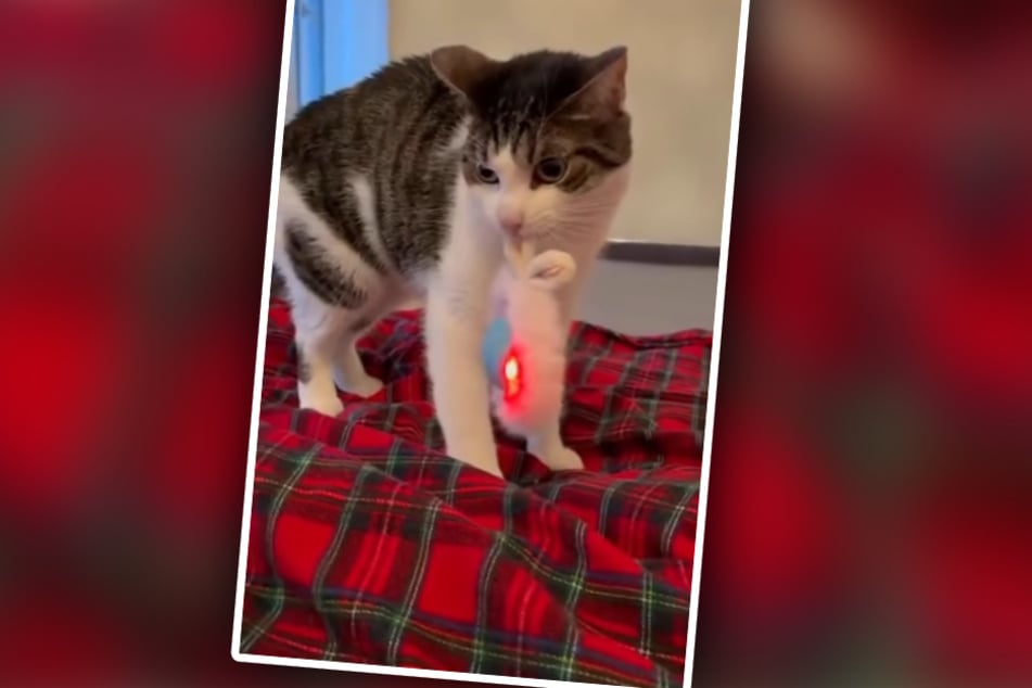 Mit seinen neuen Besitzern hätte es Radagast nicht besser treffen können: Bei ihnen fühlt der Kater sich pudelwohl.