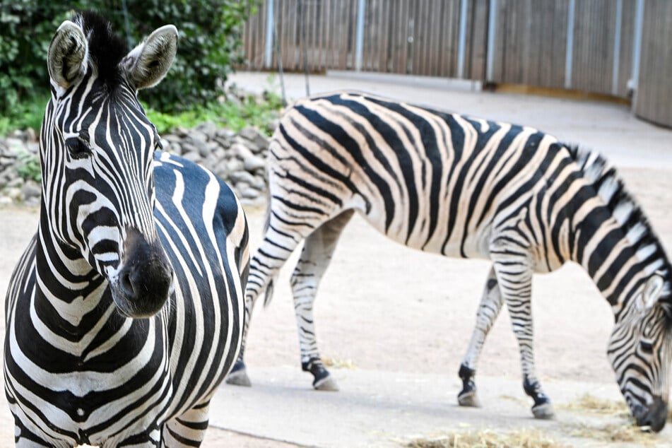 Für Hengst T'chaka ist das Zusammenleben mit Giraffen völlig neu.