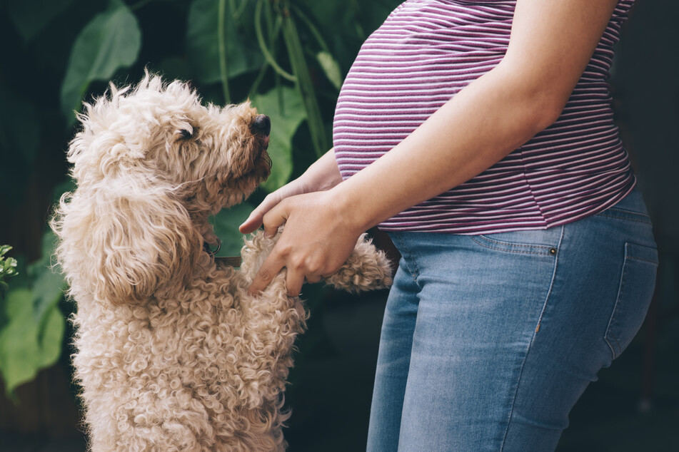 Hunde können bereits "wissen", dass Frauchen schwanger ist, bevor ein Schwangerschaftstest gemacht wurde.