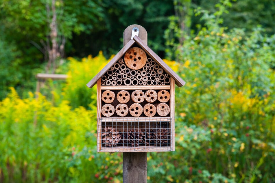 Insektenhotel bauen: Schritt für Schritt bis zum Einzug