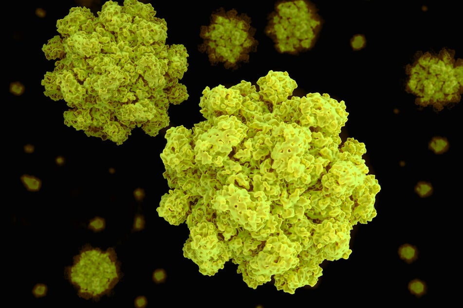 Norovirus-Infektionen sind hochansteckend.