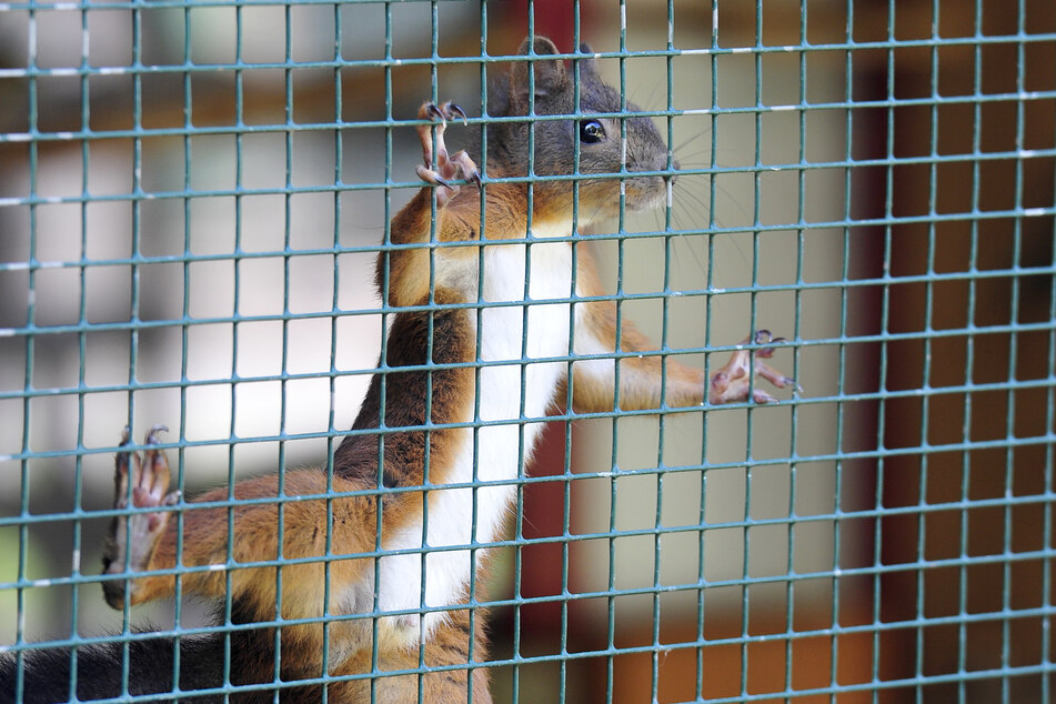 Die flinken Streifenhörnchen sind besonders bei Kindern beliebt.