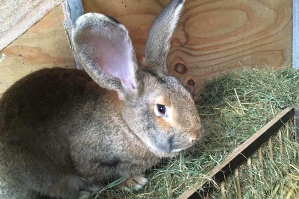 Kaninchen Klara.