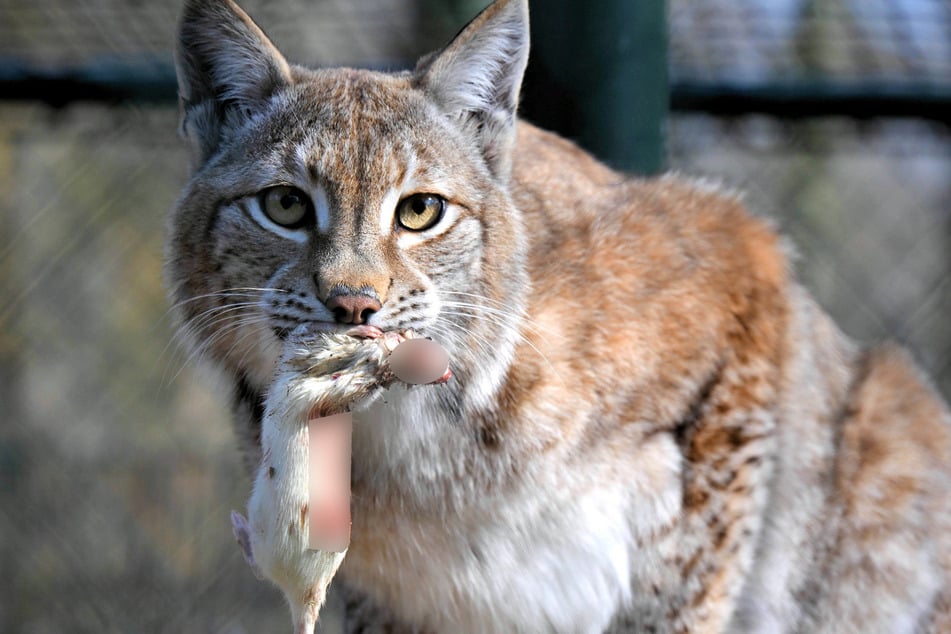 Die Luchs-Schwestern teilen auch gerne ihr Futter miteinander.