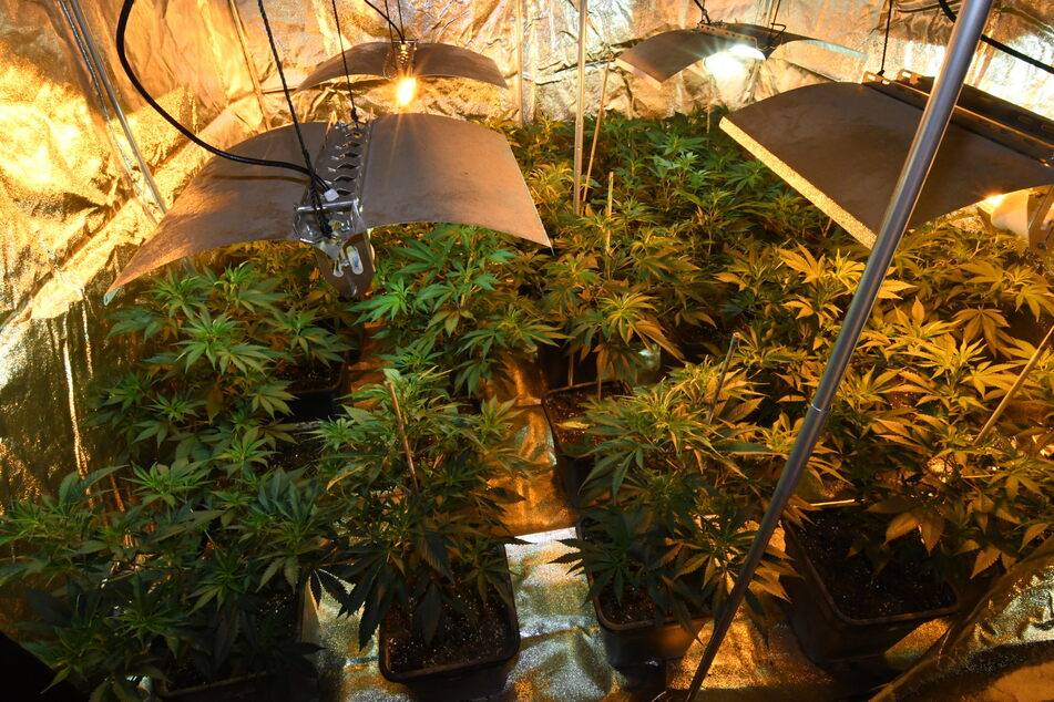 In Sachsen-Anhalt und Brandenburg hat die Polizei Hunderte Cannabispflanzen gefunden.