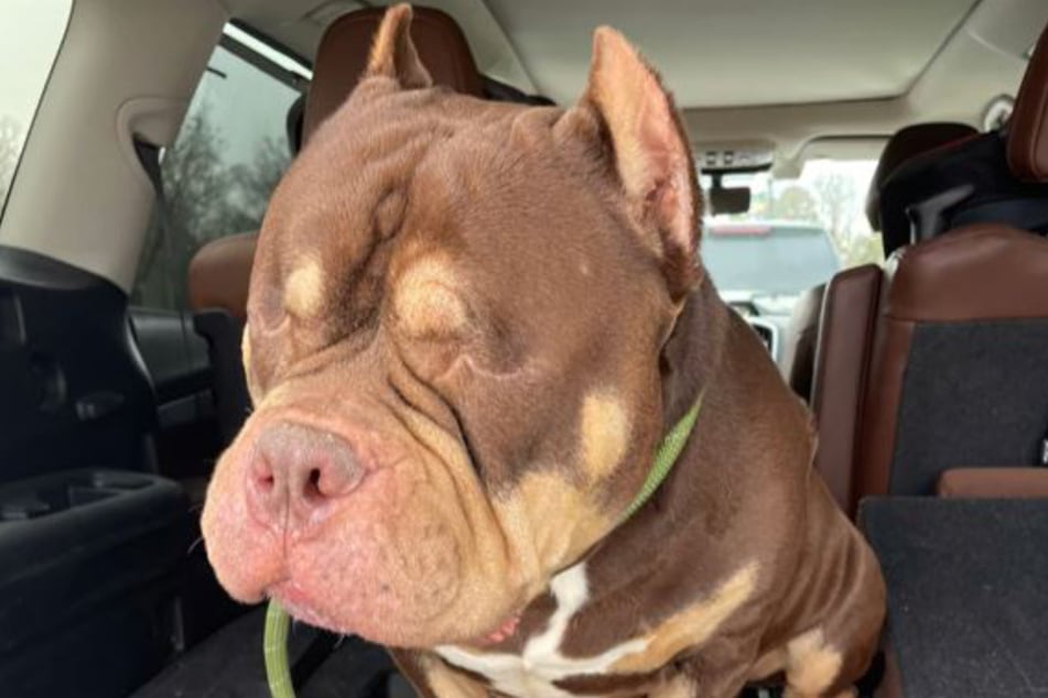 Denny the American bully has been blind since a tragic accident, but the three-year-old dog is otherwise in excellent health.